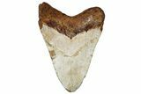 Fossil Megalodon Tooth From Morocco - Rare Location #312833-1